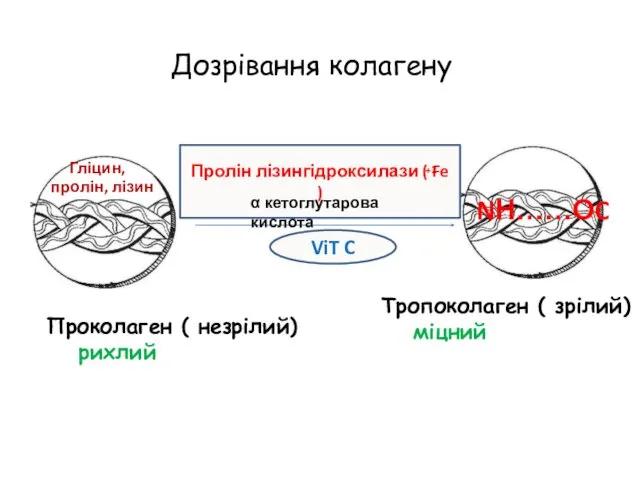 ViT C Проколаген ( незрілий) рихлий Тропоколаген ( зрілий) міцний