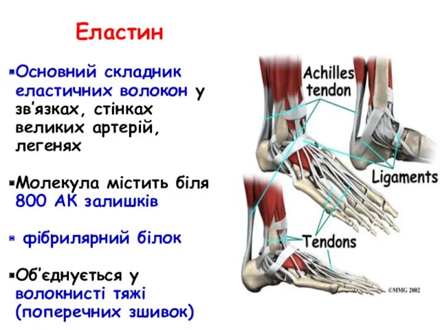 Еластин Основний складник еластичних волокон у зв’язках, стінках великих артерій,