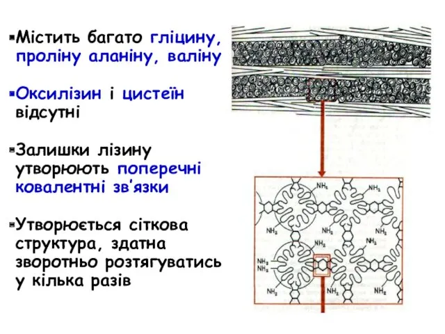 Містить багато гліцину, проліну аланіну, валіну Оксилізин і цистеїн відсутні