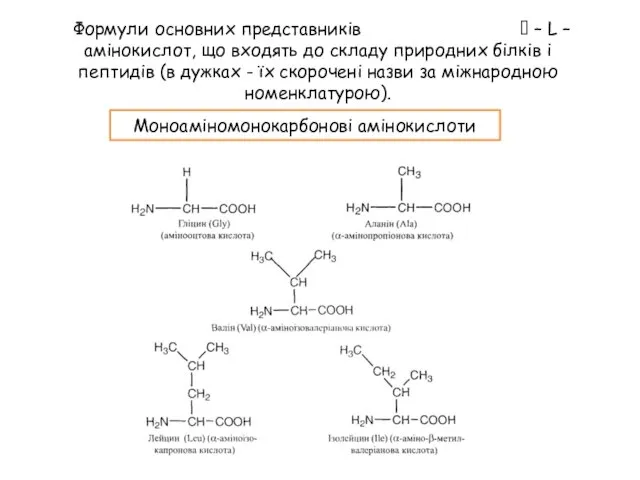 Формули основних представників  – L – амінокислот, що входять