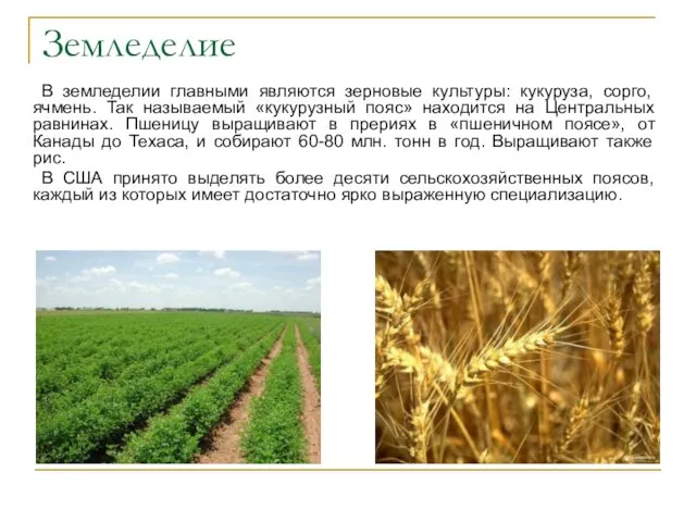 Земледелие В земледелии главными являются зерновые культуры: кукуруза, сорго, ячмень.