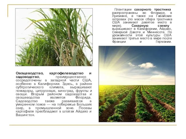 Плантации сахарного тростника распространены во Флориде, в Луизиане, а также