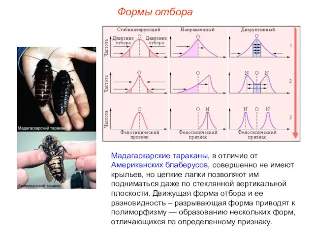 Формы отбора Мадагаскарские тараканы, в отличие от Американских блаберусов, совершенно