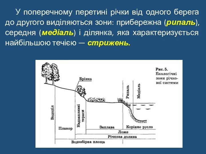 У поперечному перетині річки від одного берега до другого виділяються