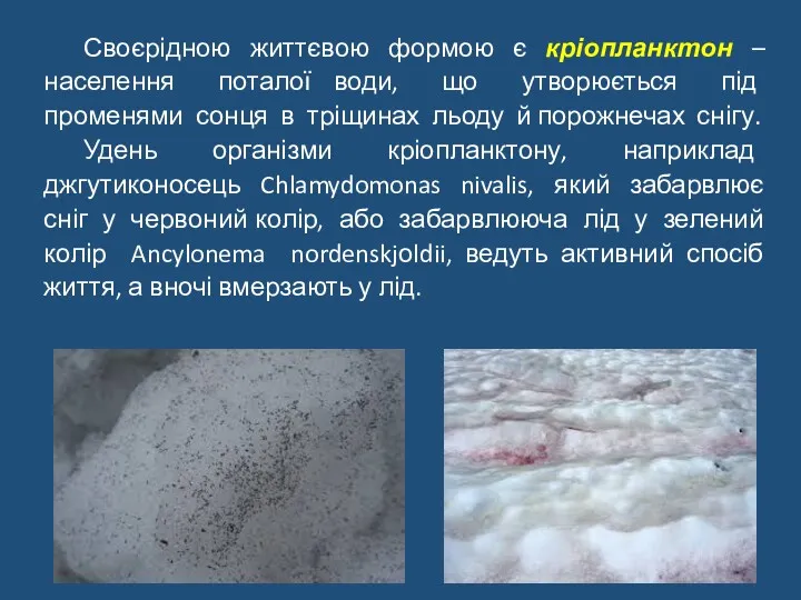 Своєрідною життєвою формою є кріопланктон – населення поталої води, що