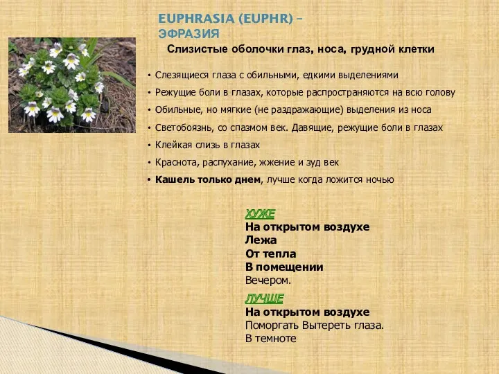 EUPHRASIA (EUPHR) – ЭФРАЗИЯ ХУЖЕ На открытом воздухе Лежа От