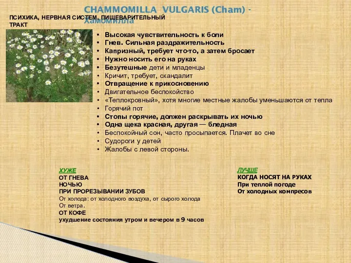 CHAMMOMILLA VULGARIS (Cham) - Хамомилла Высокая чувствительность к боли Гнев.