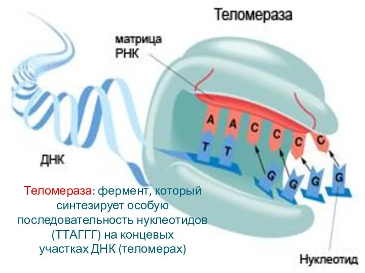 Теломераза: фермент, который синтезирует особую последовательность нуклеотидов (ТТАГГГ) на концевых участках ДНК (теломерах)