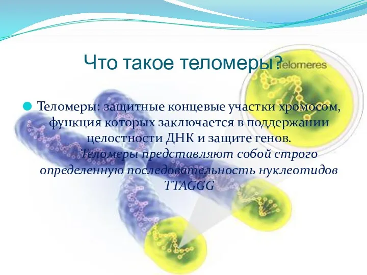 Что такое теломеры? Теломеры: защитные концевые участки хромосом, функция которых заключается в поддержании