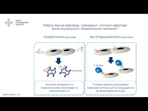 Набута імунна відповідь: гуморальні і клітинні ефектори проти внутрішньо-і позаклітинних