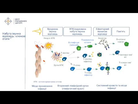 Набута імунна відповідь: ключові етапи 2 Зріла АПК Незрілі АПК