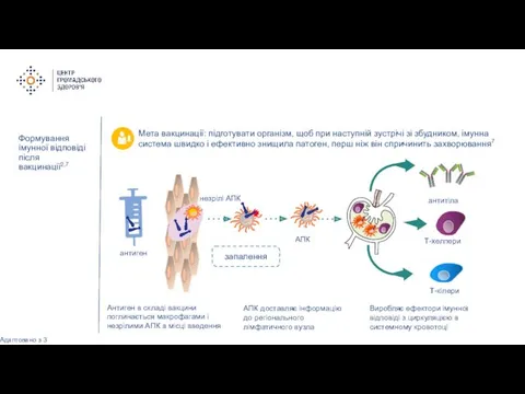 Формування імунної відповіді після вакцинації2,7 АПК Т-хелпери антитіла Т-кілери незрілі