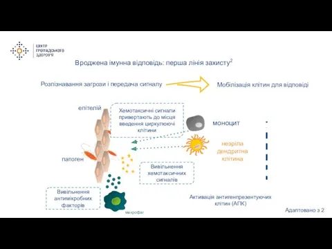 Вроджена імунна відповідь: перша лінія захисту2 моноцит незріла дендритна клітина