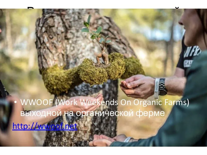 Выход на международный рынок WWOOF (Work Weekends On Organic Farms) выходной на органической ферме http://wwoof.net