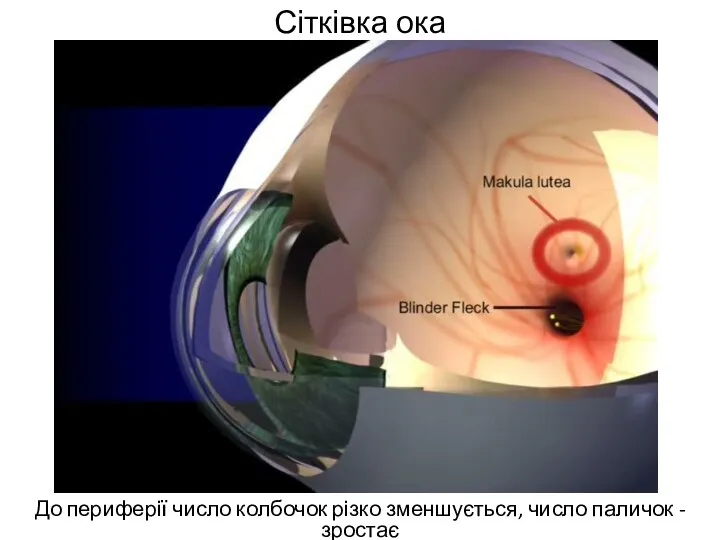 Сітківка ока До периферії число колбочок різко зменшується, число паличок - зростає