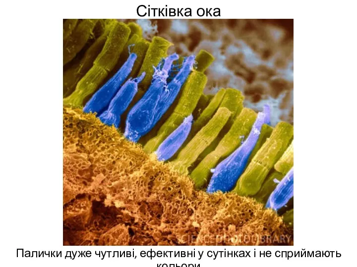 Сітківка ока Палички дуже чутливі, ефективні у сутінках і не сприймають кольори