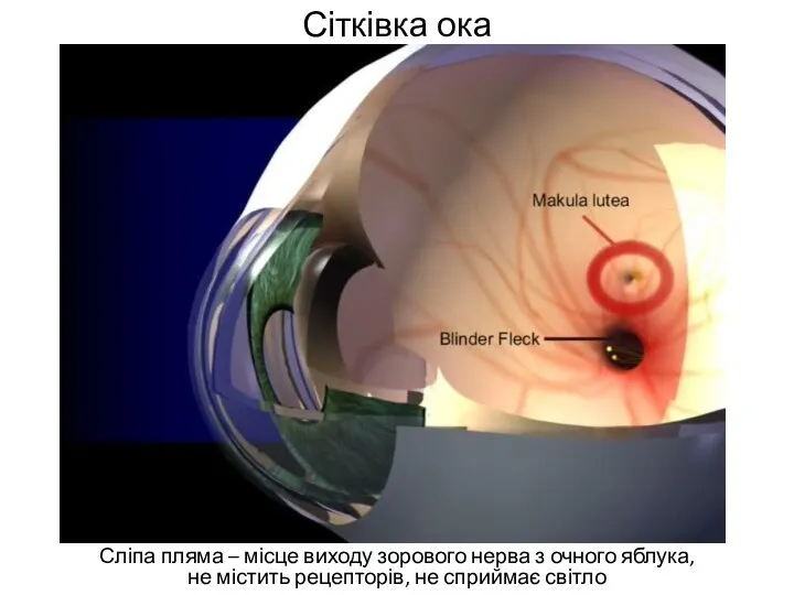 Сітківка ока Сліпа пляма – місце виходу зорового нерва з