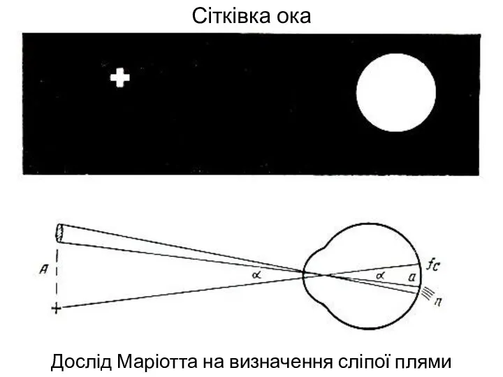 Сітківка ока Дослід Маріотта на визначення сліпої плями