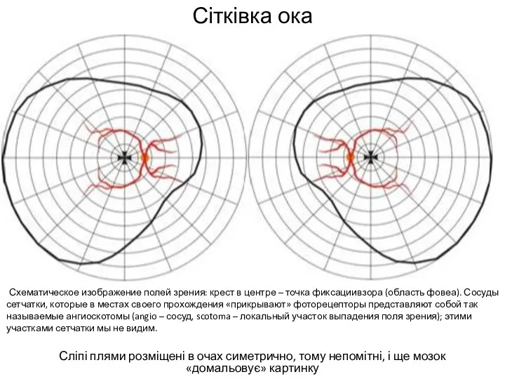 Сітківка ока Сліпі плями розміщені в очах симетрично, тому непомітні,