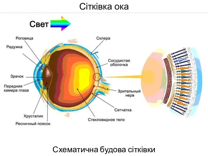 Сітківка ока Схематична будова сітківки