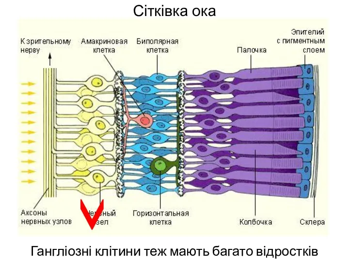 Сітківка ока Гангліозні клітини теж мають багато відростків