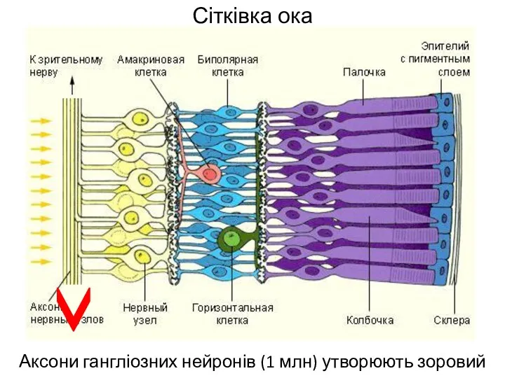 Сітківка ока Аксони гангліозних нейронів (1 млн) утворюють зоровий нерв