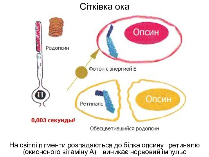 Сітківка ока На світлі пігменти розпадаються до білка опсину і