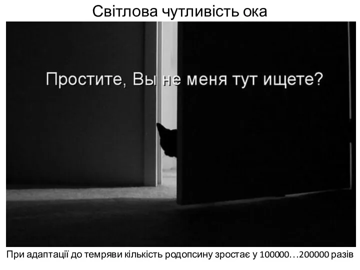 Світлова чутливість ока При адаптації до темряви кількість родопсину зростає у 100000…200000 разів