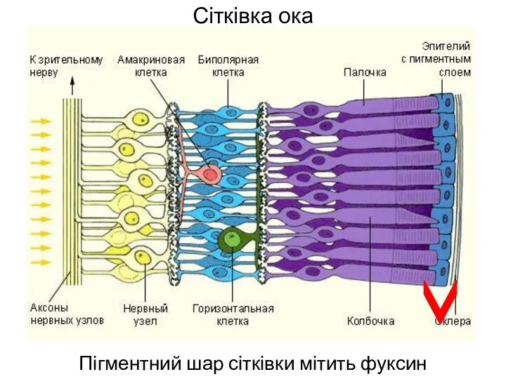 Сітківка ока Пігментний шар сітківки мітить фуксин