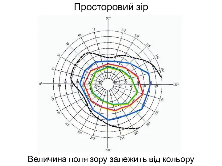 Просторовий зір Величина поля зору залежить від кольору