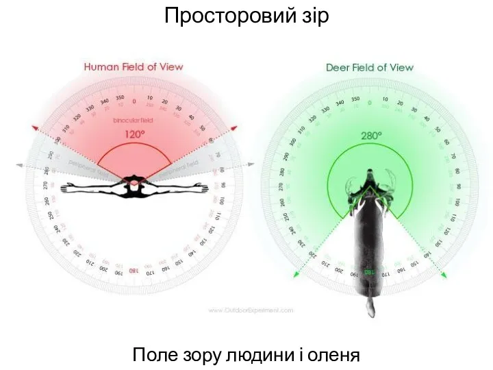 Просторовий зір Поле зору людини і оленя
