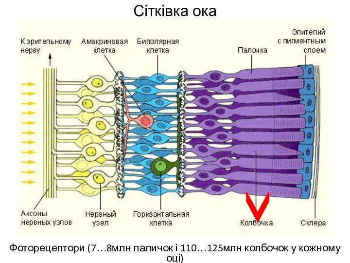 Сітківка ока Фоторецептори (7…8млн паличок і 110…125млн колбочок у кожному оці)