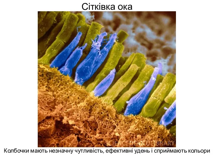 Сітківка ока Колбочки мають незначну чутливість, ефективні удень і сприймають кольори