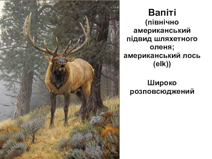 Вапіті (північно американський підвид шляхетного оленя; американський лось (elk)) Широко розповсюджений