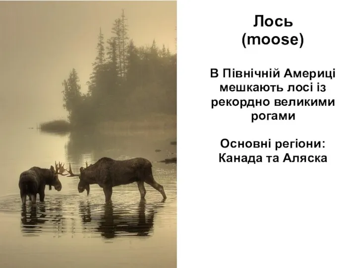 Лось (moose) В Північній Америці мешкають лосі із рекордно великими рогами Основні регіони: Канада та Аляска
