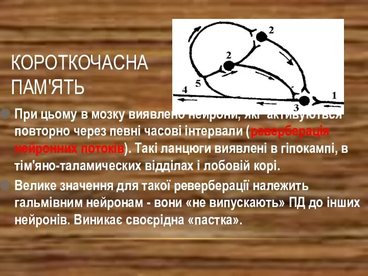 КОРОТКОЧАСНА ПАМ'ЯТЬ При цьому в мозку виявлено нейрони, які активуються