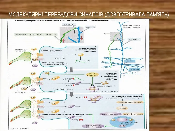 МОЛЕКУЛЯРНІ ПЕРЕБУДОВИ СИНАПСІВ (ДОВГОТРИВАЛА ПАМ’ЯТЬ)