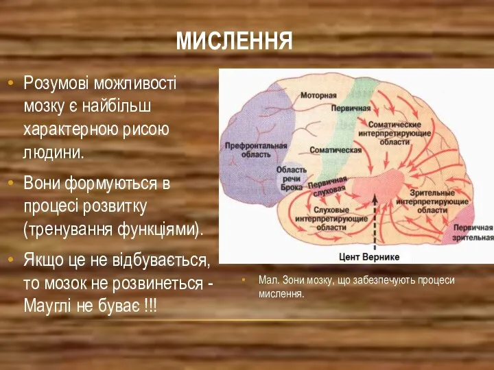 Розумові можливості мозку є найбільш характерною рисою людини. Вони формуються