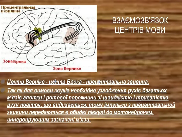 ВЗАЄМОЗВ'ЯЗОК ЦЕНТРІВ МОВИ Центр Верніке - центр Брока - прецентральна