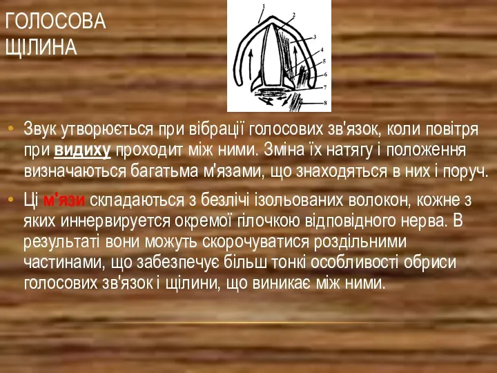 ГОЛОСОВА ЩІЛИНА Звук утворюється при вібрації голосових зв'язок, коли повітря