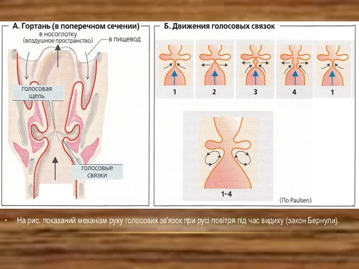 На рис. показаний механізм руху голосових зв'язок при русі повітря під час видиху (закон Бернули).