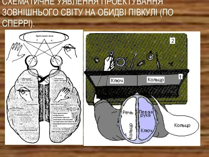 СХЕМАТИЧНЕ УЯВЛЕННЯ ПРОЕКТУВАННЯ ЗОВНІШНЬОГО СВІТУ НА ОБИДВІ ПІВКУЛІ (ПО СПЕРРІ).