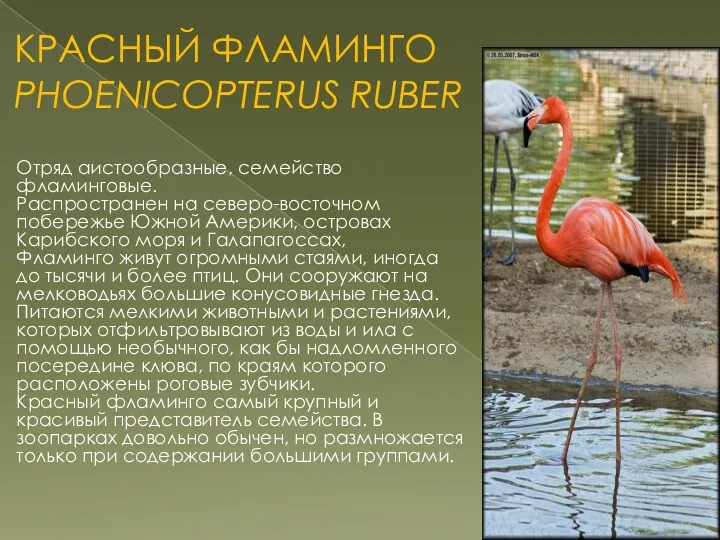 КРАСНЫЙ ФЛАМИНГО PHOENICOPTERUS RUBER Отряд аистообразные, семейство фламинговые. Распространен на северо-восточном побережье Южной