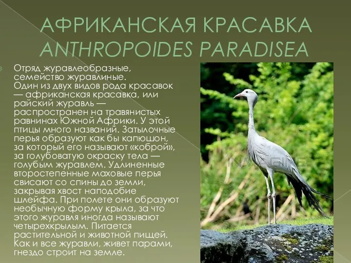 АФРИКАНСКАЯ КРАСАВКА ANTHROPOIDES PARADISEA Отряд журавлеобразные, семейство журавлиные. Один из