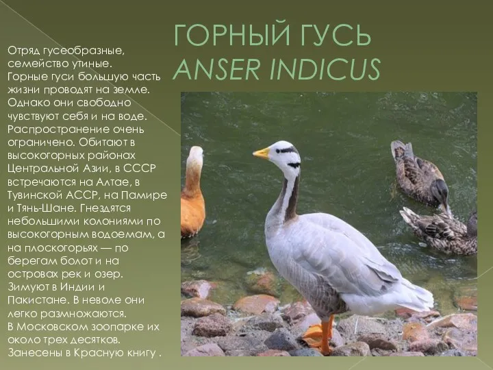 ГОРНЫЙ ГУСЬ ANSER INDICUS Отряд гусеобразные, семейство утиные. Горные гуси