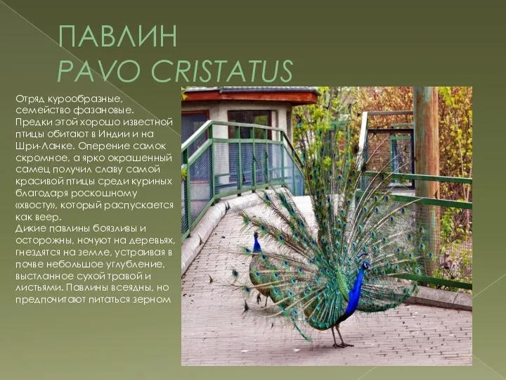 ПАВЛИН PAVO CRISTATUS Отряд курообразные, семейство фазановые. Предки этой хорошо известной птицы обитают