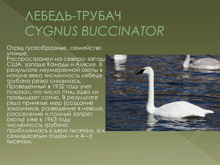 ЛЕБЕДЬ-ТРУБАЧ CYGNUS BUCCINATOR Отряд гусеобразные, семейство утиные. Распространен на северо-западе