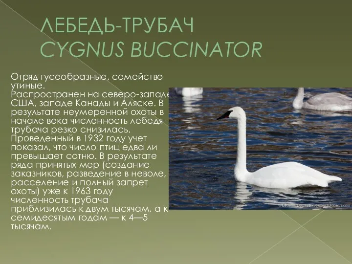 ЛЕБЕДЬ-ТРУБАЧ CYGNUS BUCCINATOR Отряд гусеобразные, семейство утиные. Распространен на северо-западе США, западе Канады