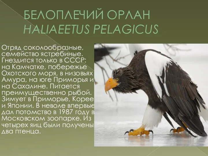 БЕЛОПЛЕЧИЙ ОРЛАН HALIAEETUS PELAGICUS Отряд соколообразные, семейство ястребиные. Гнездится только в СССР: на
