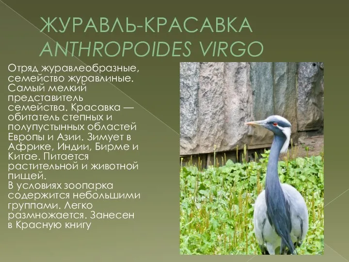 ЖУРАВЛЬ-КРАСАВКА ANTHROPOIDES VIRGO Отряд журавлеобразные, семейство журавлиные. Самый мелкий представитель